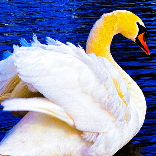 Maria João Magalhães show image